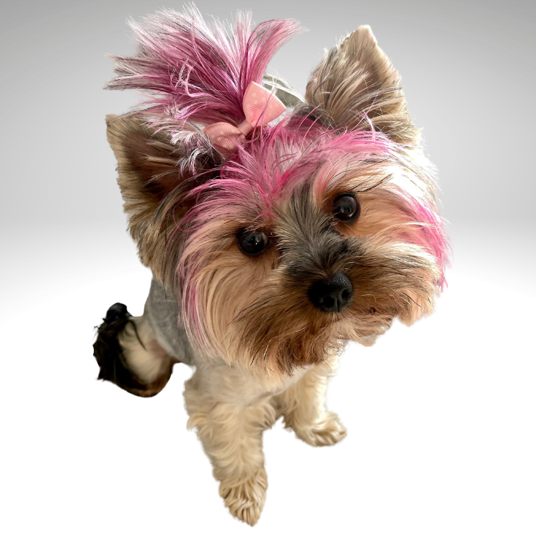 yorkshire terrier puppy wearing a bow for social media marketing